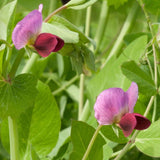 Dwarf Grey Sugar