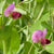 Dwarf Grey Sugar