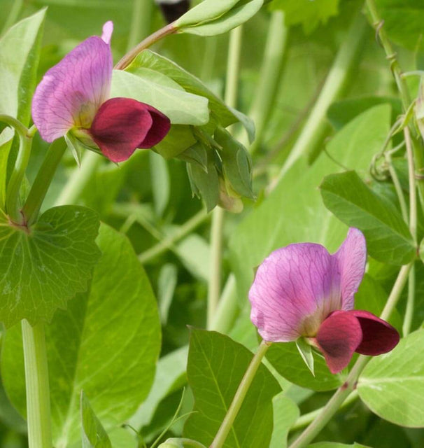 Dwarf Grey Sugar
