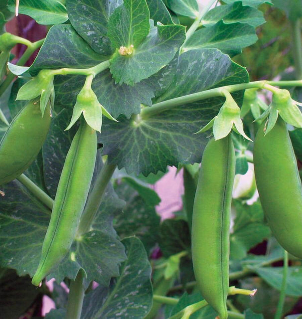 pea plant seed dispersal Little Marvel