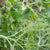 Parsley Peas Seeds