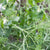 Untreated Parsley Pea Seeds