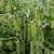 Parsley Pea