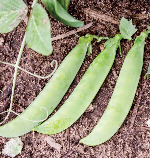 Sabre Shelling Pea Seeds
