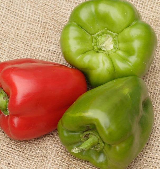 California Wonder Sweet Pepper Seeds PP620 2