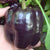 Purple Beauty