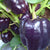 Purple Beauty