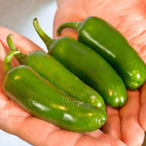 Jalapeno M