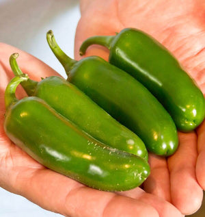 Salsa Garden  West Coast Seeds