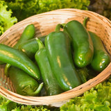 Jalapeno M