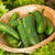 Jalapeno M