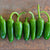 Jalapeno M