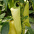 Hungarian Yellow Hot Wax