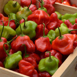 Mad Hatter Pepper Seeds