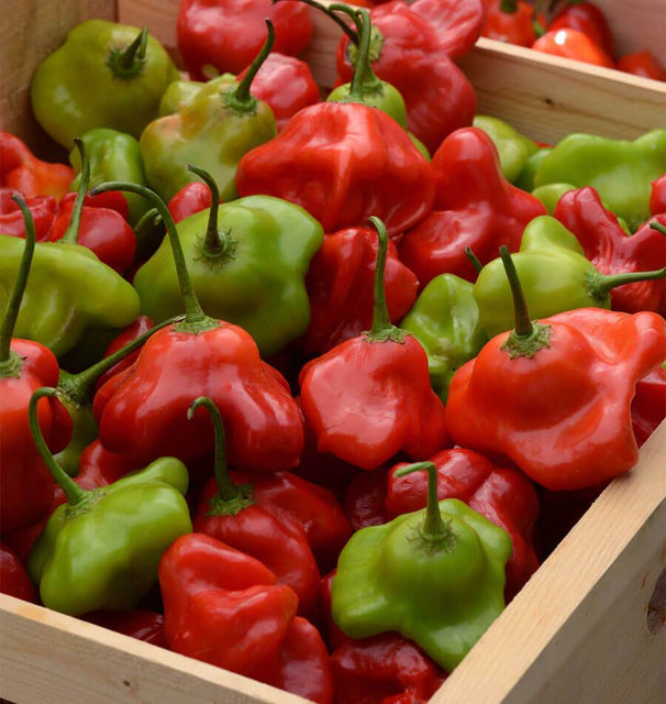 Mad Hatter Pepper Seeds