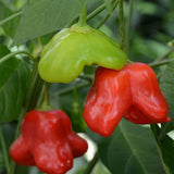 Mad Hatter Pepper Seeds
