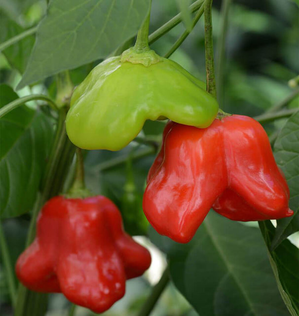 Mad Hatter Pepper Seeds