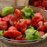 Mad Hatter Pepper Seeds