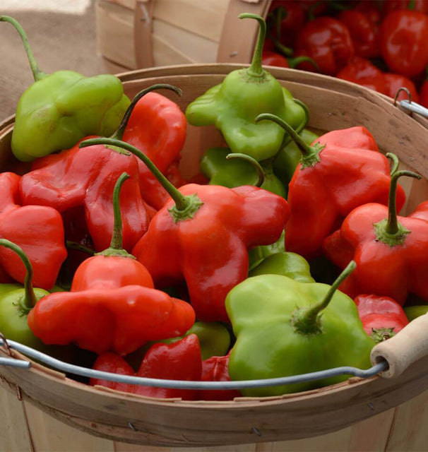 Mad Hatter Pepper Seeds