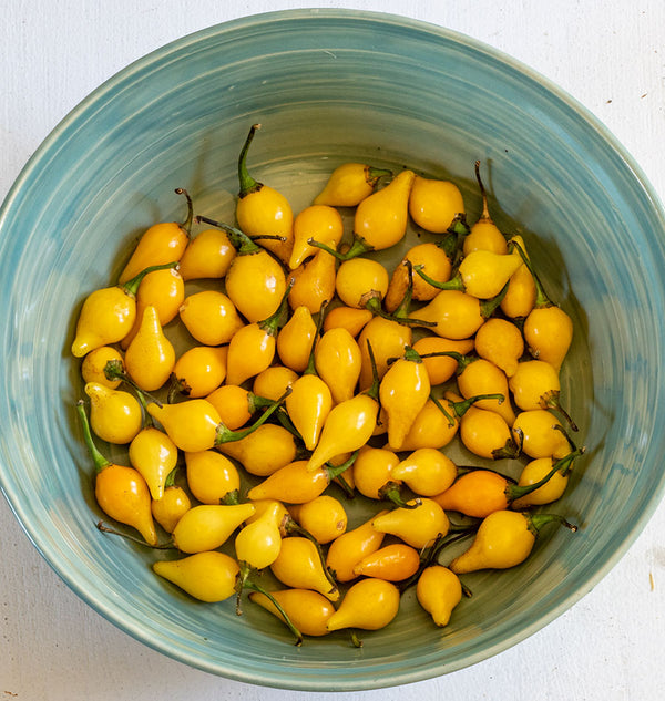 Biquinho Yellow
