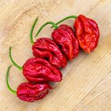 Trinidad Moruga Scorpion
