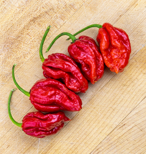 Trinidad Moruga Scorpion