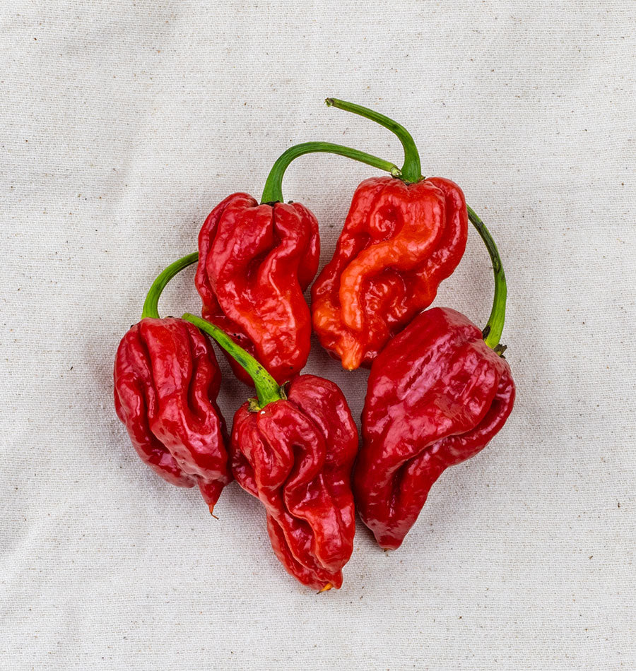 Trinidad Moruga Scorpion