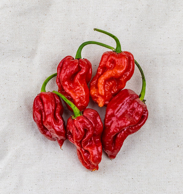 Trinidad Moruga Scorpion