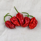Trinidad Moruga Scorpion