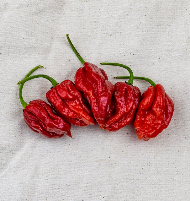 Trinidad Moruga Scorpion