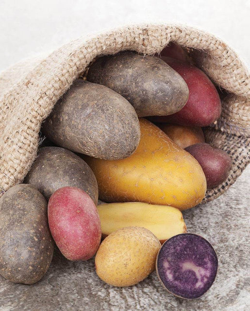Organic Seed Potato Assortment