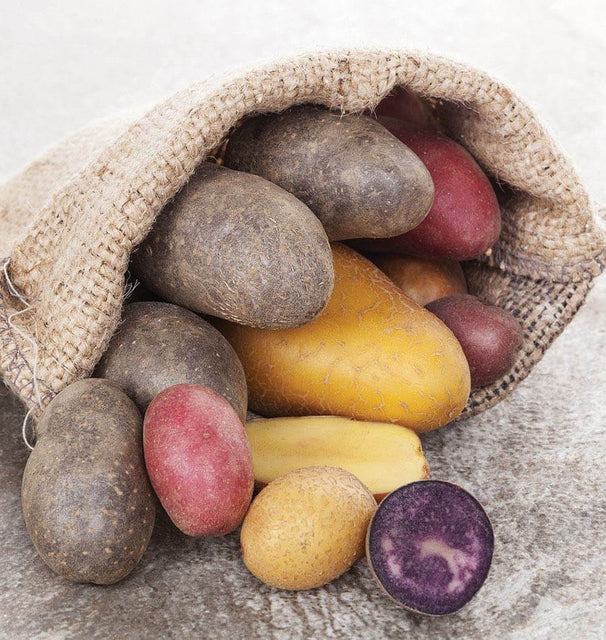 klondike rose seed potatoes Potato Mix Organic – West Coast Seeds