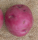 Chieftain Organic seed Potato close up PT603 3