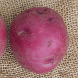 Chieftain Organic seed Potato close up PT603 3