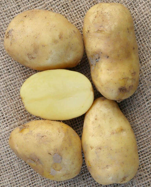 Sieglinde Seed Potatoes