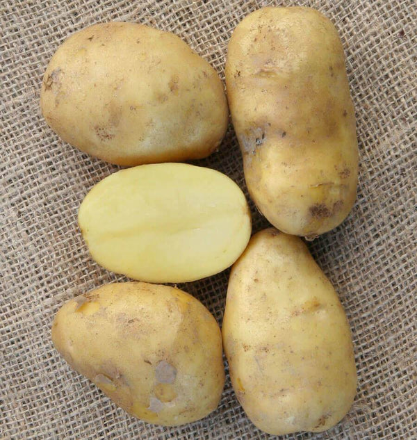 Sieglinde Seed Potatoes