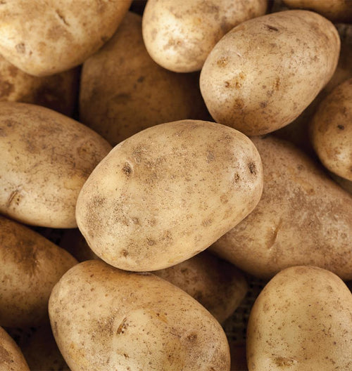Gem Russet Organic Seed Potatoes