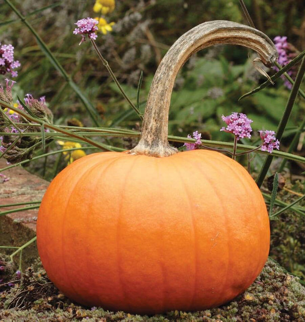 sweet pumpkin seeds for planting Small Sugar Pumpkin Seeds – West Coast Seeds