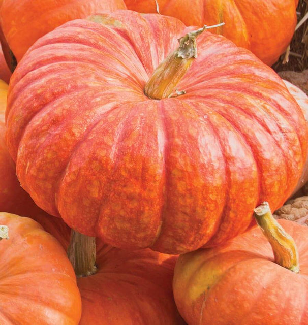 thumbnail image 2 of Cinderella Pumpkin Seeds - 10 Ct 'Rouge Vif D'Etampes' - Heirloom, NON-GMO, USA Free Shipping 2 of 2
