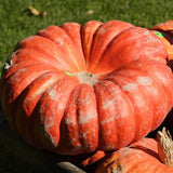Rouge Vif d'Etampes