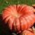 Rouge Vif d'Etampes