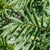 Huacatay Peruvian Black Mint Seeds