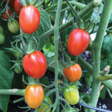 Principe Borghese Tomato Seeds TM806-2 