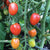 Principe Borghese Tomato Seeds TM806-2 