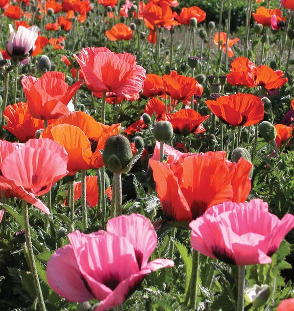 Pizzicato Oriental Poppy Seeds FL2057-1