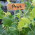 Plant Labels Copper ZHG310B-1