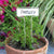 Plant Labels Zinc ZHG303B-1