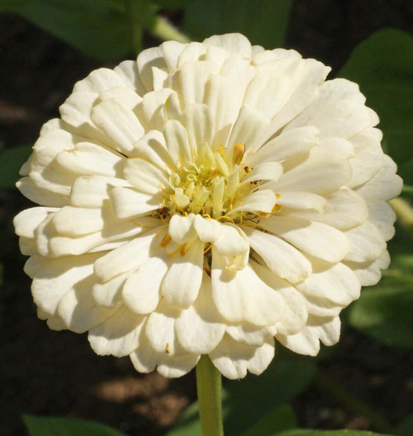 Polar Bear Zinnia Seeds