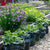 Potato/Tomato Grow Bags (3 bags)