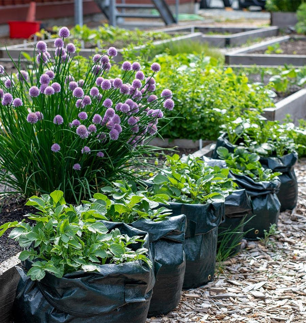 Potato/Tomato Grow Bags (3 bags)